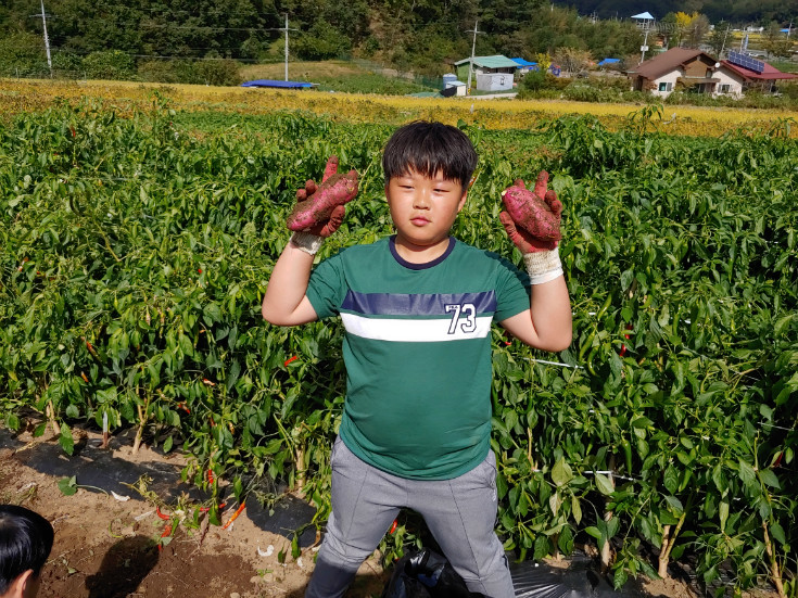 고구마캐기체험~~